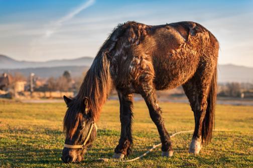 Horse